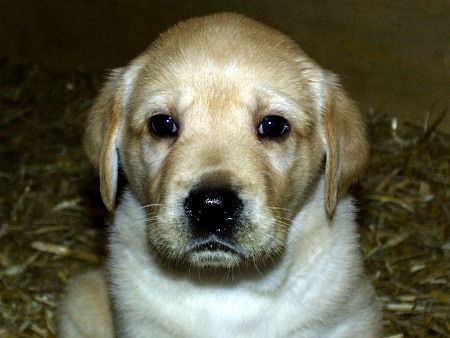 Labrador Retriever Afra 13.1.2003