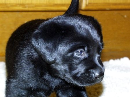 Labrador Retriever Afra's Schwester 13.1.2003