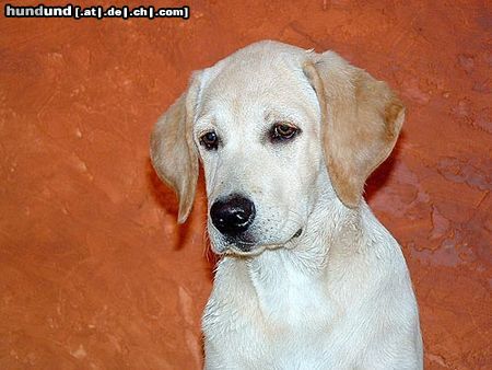 Labrador Retriever