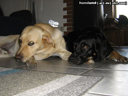 Labrador Retriever Altes Ehepaar!