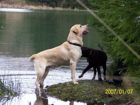 Labrador Retriever