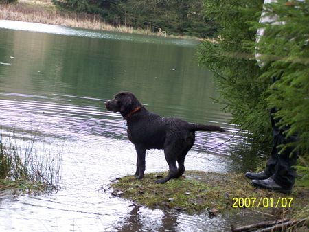 Labrador Retriever