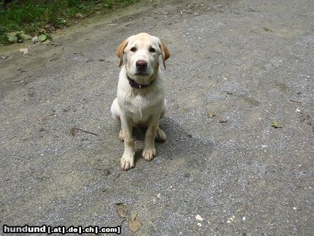 Labrador Retriever Bruno of black horses