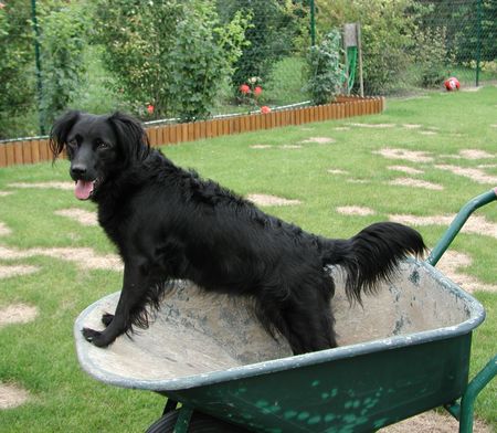 Labrador Retriever blacky beim haus-bauen