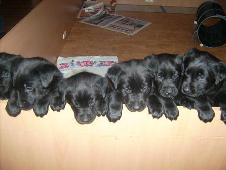 Labrador Retriever Babes Welpen