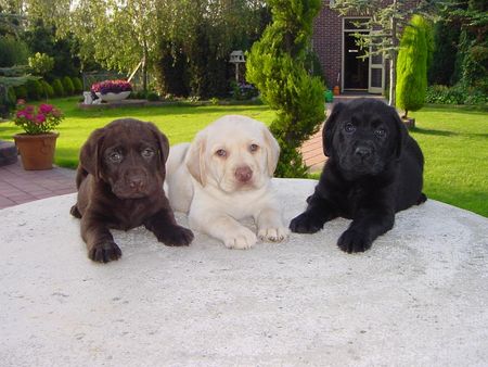 Labrador Retriever labradorwelpen in den drei bekannten farben