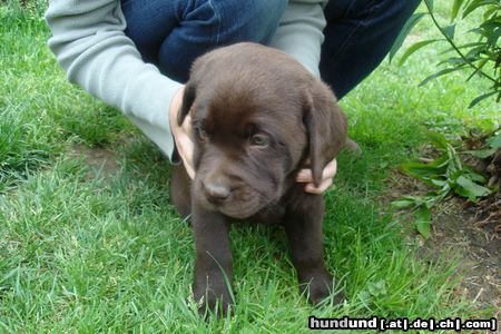 Labrador Retriever Oskar noch beim Züchter