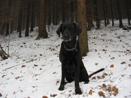 Labrador Retriever Tapsi 9 Jahre