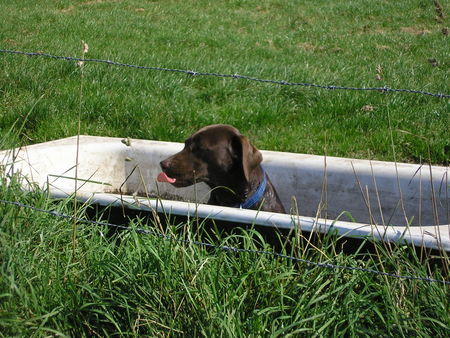 Labrador Retriever paulas tägliches bad