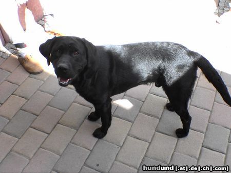 Labrador Retriever Nero, wohl der hübscheste Labrador Mann der Welt