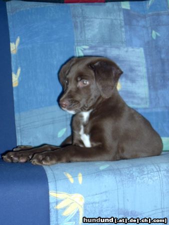 Labrador Retriever Labby Mix (mit Deutschlanghaar) Bobby Alter auf dem Bild 11 Wochen.