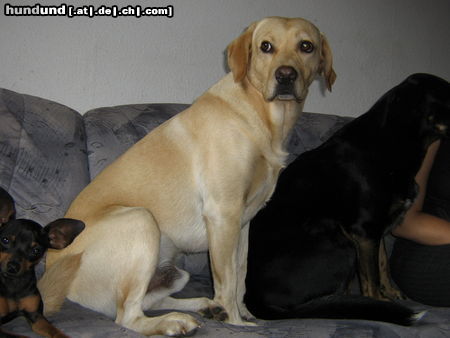 Labrador Retriever Meine Couch!