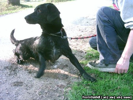 Labrador Retriever Crush