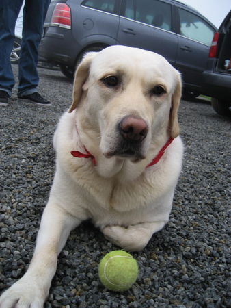 Labrador Retriever