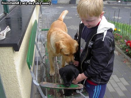 Labrador Retriever Danny und Othello