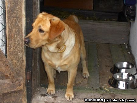 Labrador Retriever Danny und Othello