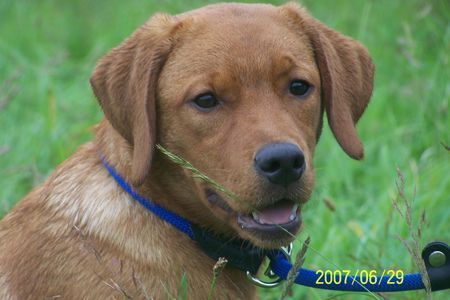 Labrador Retriever Unsere Flame 