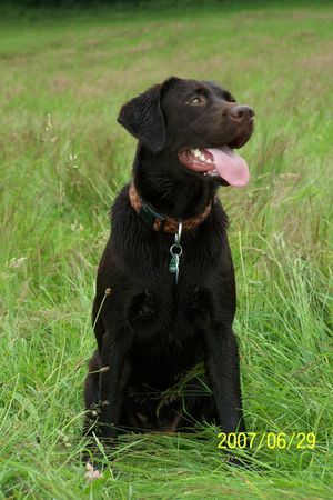 Labrador Retriever Unsere Beste Hündin / Rudelchefin Amy