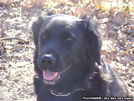 Labrador Retriever la guapa