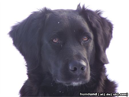 Labrador Retriever Mandy