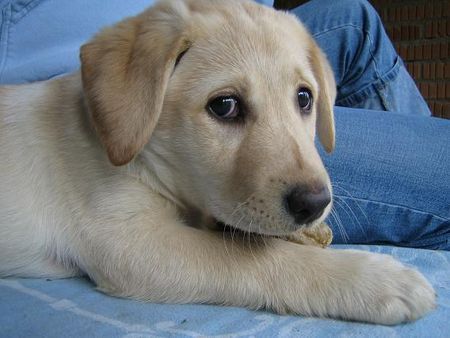 Labrador Retriever ich heiße easy und du??