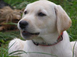 Labrador Retriever Unser Pflegling Emely beim relaxen am Main