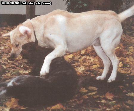 Labrador Retriever überroller ;)