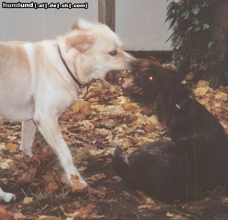 Labrador Retriever zwei böse hunde beim wilden spiel :)