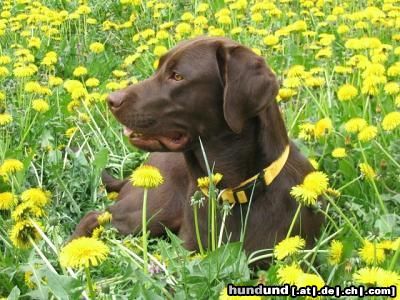 Labrador Retriever ........