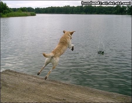 Labrador Retriever Franjo am see