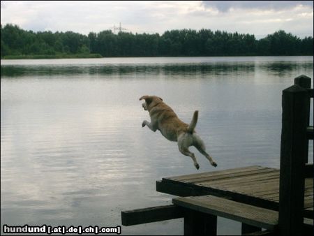 Labrador Retriever Franjo am see 