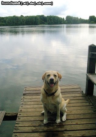 Labrador Retriever nochmal, nochmal