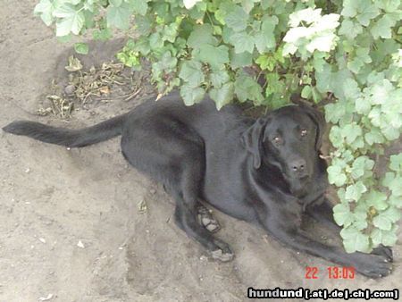 Labrador Retriever Galaxia