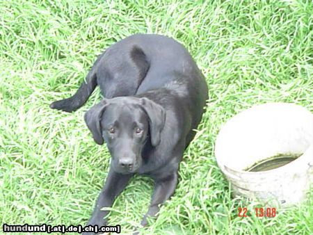 Labrador Retriever Galaxia