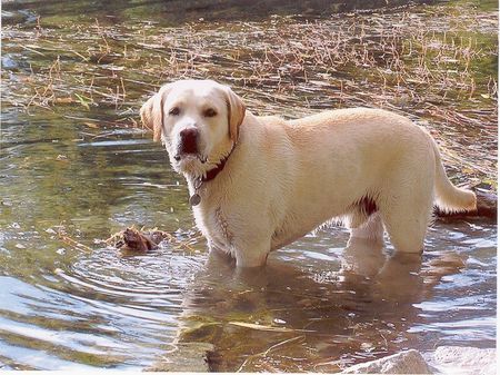 Labrador Retriever Gordo in seinem Element