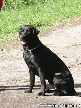 Labrador Retriever