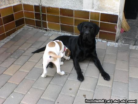 Labrador Retriever Nero, wohl der hübscheste Labrador Mann der Welt