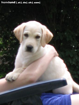 Labrador Retriever Simone mit Lino (2)