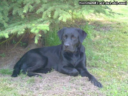 Labrador Retriever