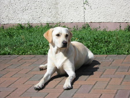 Labrador Retriever Jana :o)