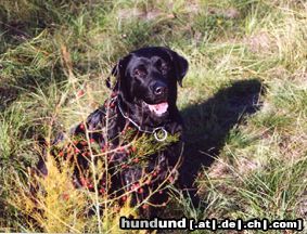 Labrador Retriever jessy, 11 jahre 