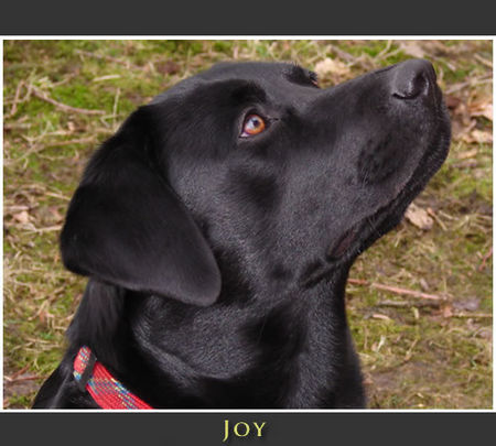 Labrador Retriever Joy