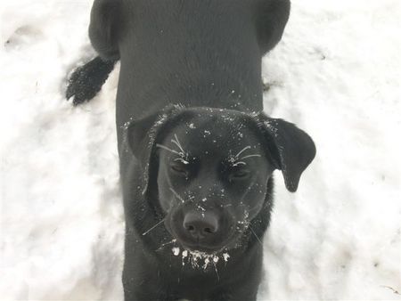 Labrador Retriever Manche mögen's kalt :-)