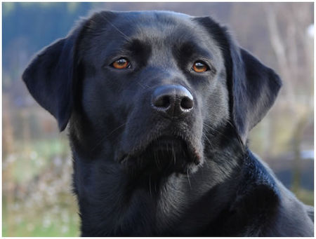 Labrador Retriever Joy