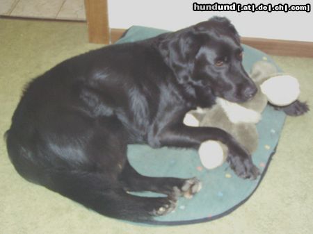 Labrador Retriever Mandy und Hase