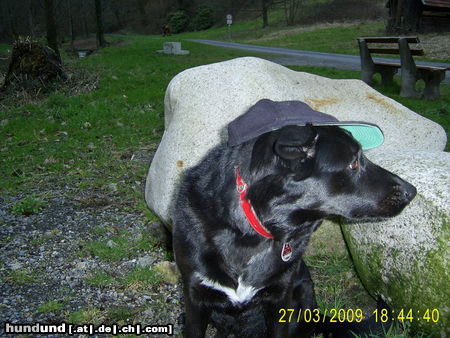 Labrador Retriever kira hat eigentlich gar nix gegen moritz.........