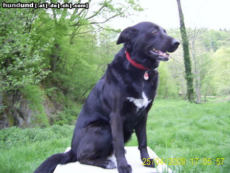 Labrador Retriever kira on the top