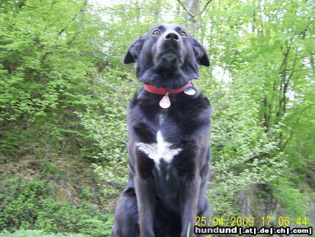 Labrador Retriever kira on the top