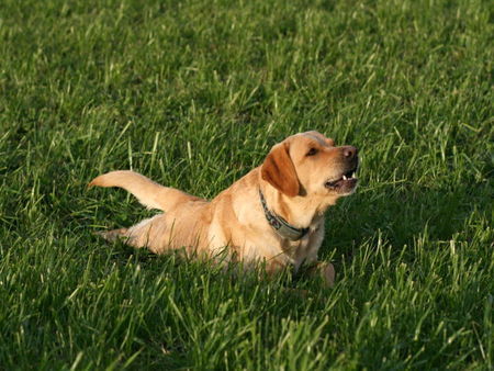 Labrador Retriever Kira übt kriechen......................