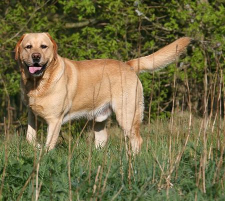 Labrador Retriever Ich hab die Haare schön  